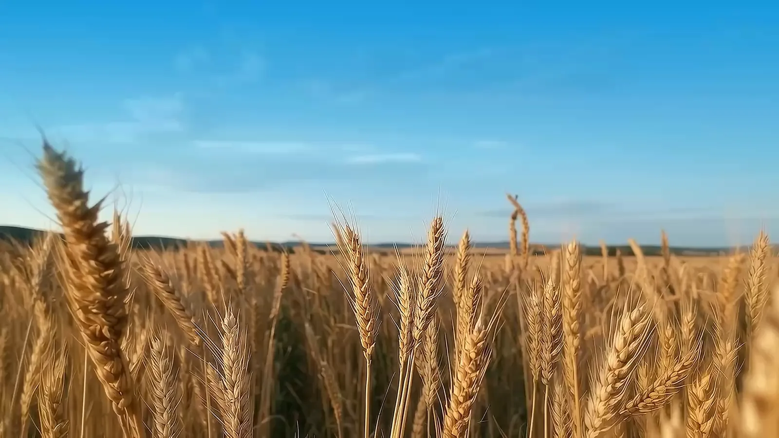 Wheat field under a clear sky