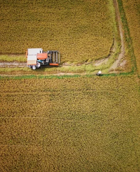Aerial view of a wheat field with a tractor